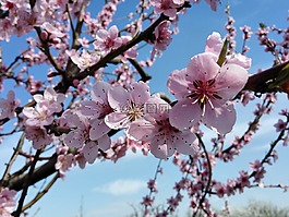 鮮花,春,性質(zhì)