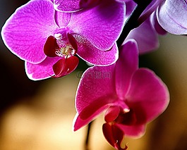 蘭花,花,盛開