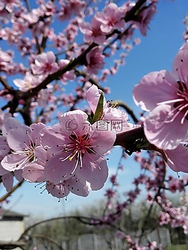 鮮花,春,性質(zhì)
