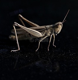 lacusta,昆虫纲,宏