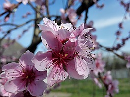 鮮花,春,性質(zhì)