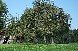 蘋果樹,性質(zhì),浪漫
