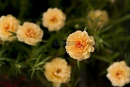 花,自然,植物區(qū)系
