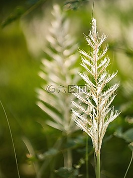 蕨類植物,草,綠色