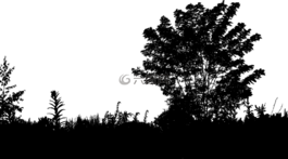 生態(tài),樹,環(huán)境
