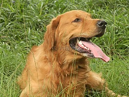 狗,金色,獵犬