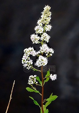草地上的甜蜜,植物,花