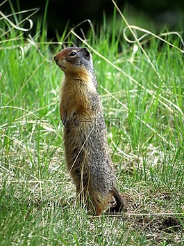 gopher,野生動物,自然