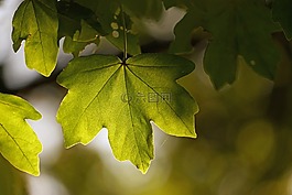 綠葉,太陽(yáng),光