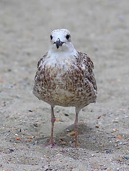 海鷗,鳥類,休息