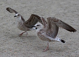 海鷗,對(duì),舞蹈