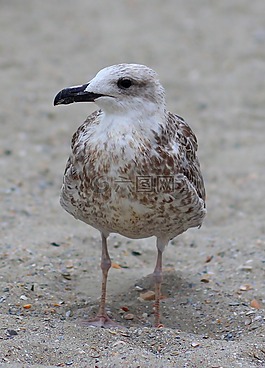海鷗,鳥類,休息