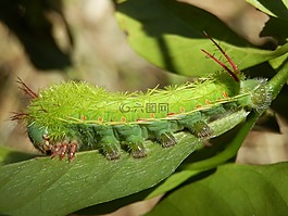 昆虫,卡特彼勒,绿色毛毛虫