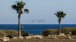 花園,棕櫚樹(shù),財(cái)產(chǎn)
