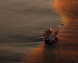 文蛤,砂,波浪