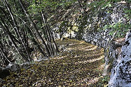 游覽,林,秋