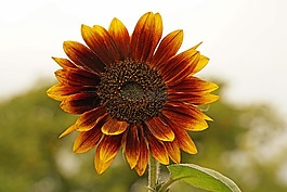 花,開花,關(guān)閉