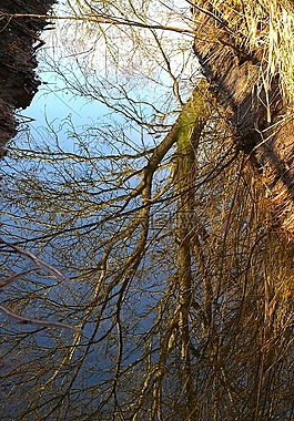 性質(zhì),過獨(dú)身生活,鏡像