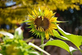 太陽花,夏天,植物