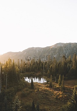 自然,樹,山