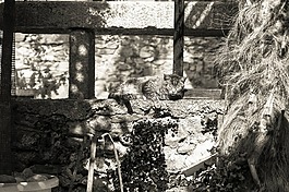 貓,睡眠,花園