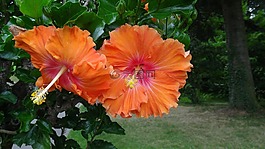 鮮花,芙蓉,黃橙