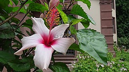 花,開(kāi)花,芙蓉