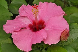 芙蓉,花,粉紅色