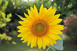 向日葵,花,黃色