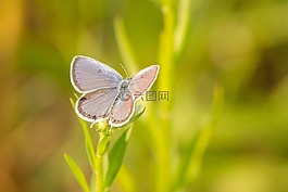 蝴蝶,昆蟲,自然