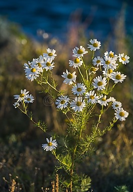 雛菊,花,綠色