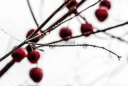 露水,上午,性質(zhì)