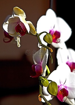 蘭花,花蕾,花