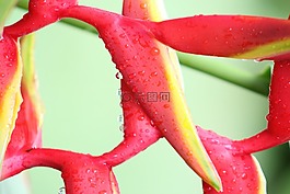 鹦鹉花,植物群,红色