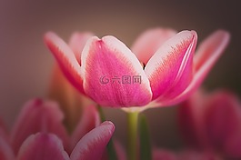 郁金香,花,開(kāi)花