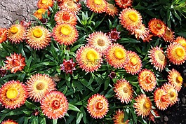 黃色,橙色,鮮花