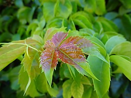 葉,綠色,植物