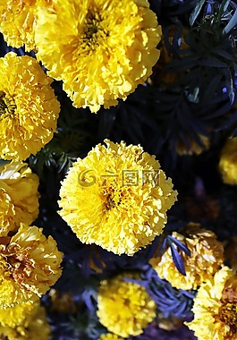 黃色,鮮花,綠色