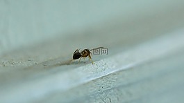 螞蟻,宏,昆蟲(chóng)