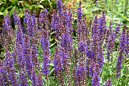 薰衣草,花,开花