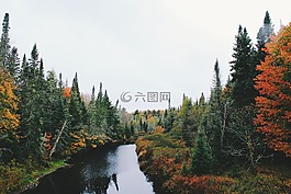 自然,景觀,樹(shù)