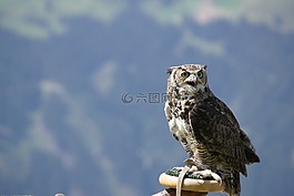 貓頭鷹,猛禽,b