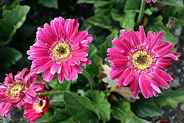 粉紅色,黃色,鮮花