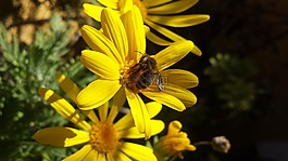 性質(zhì),花,蜜蜂