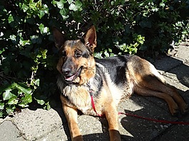 狗,牧羊犬,哺乳動(dòng)物