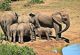 大象,动物,群的大象