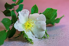 野花,花,性質(zhì)