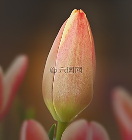 郁金香,關(guān)閉,花