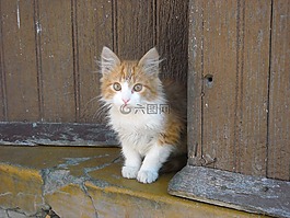 動物,貓,寵物