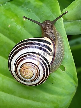 蝸牛,動(dòng)物,殼